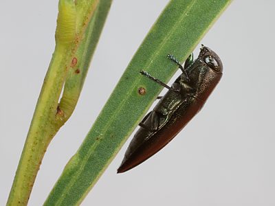 Melobasis occidentalis, PL1563A, on Acacia uncifolia, KI
